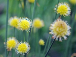 Allium obliquum